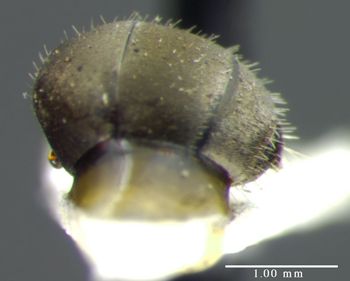 Media type: image; Entomology 34598   Aspect: habitus lateral view 3
